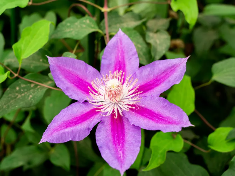 Doctor Ruppel - view 1