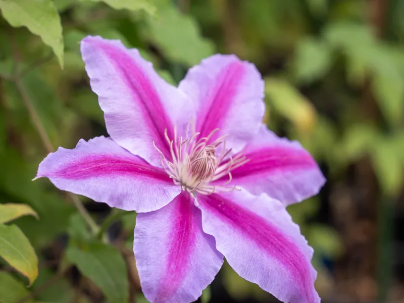 Doctor Ruppel - view 3