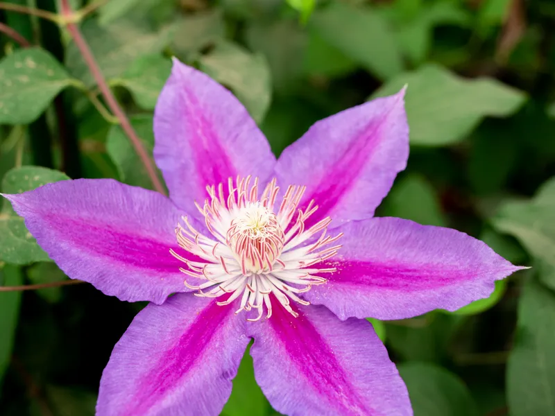 Doctor Ruppel - view 6