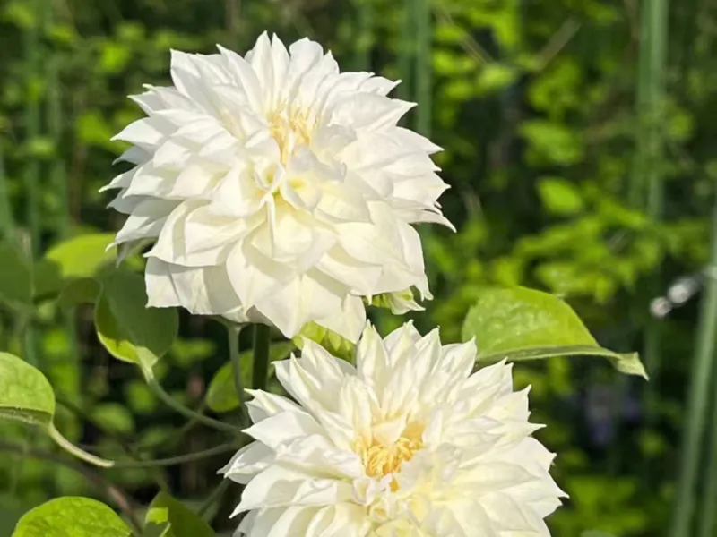 Duchess of Edinburgh - view 1