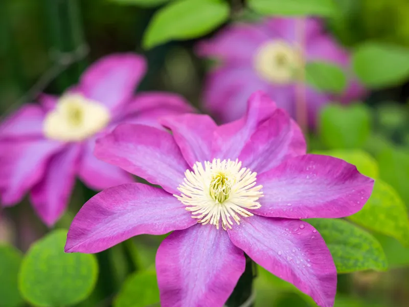 ‘Kakio’ Pink Champagne - view 3